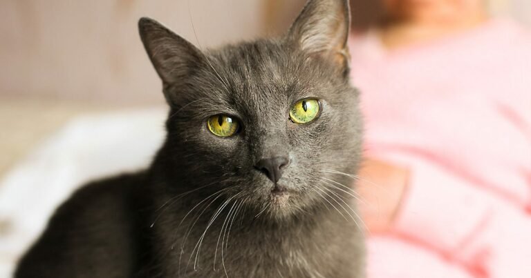 A gray senior cat sitting on a woman's lap.