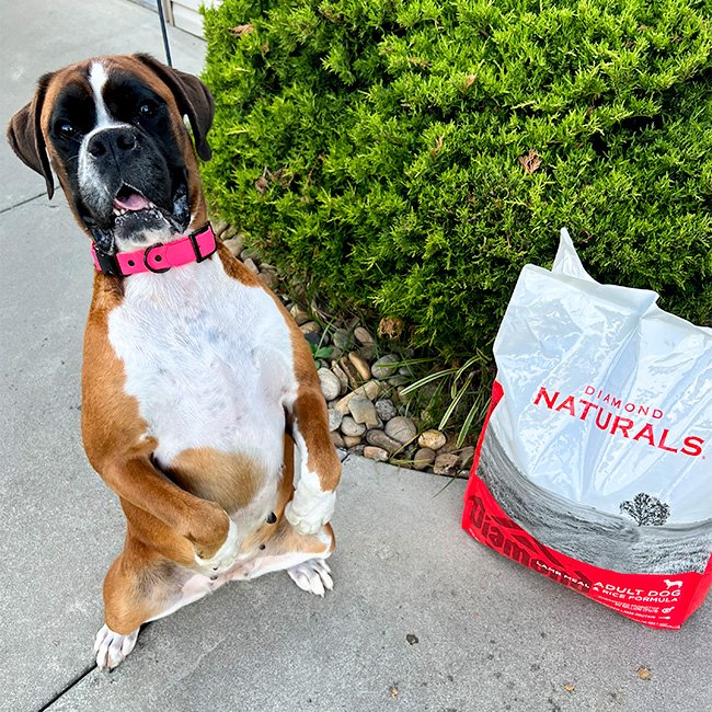 A boxer dog sitting with its front two paws in the air next to a bag of Diamond Naturals Adult Dog Lamb Meal and Rice Formula.