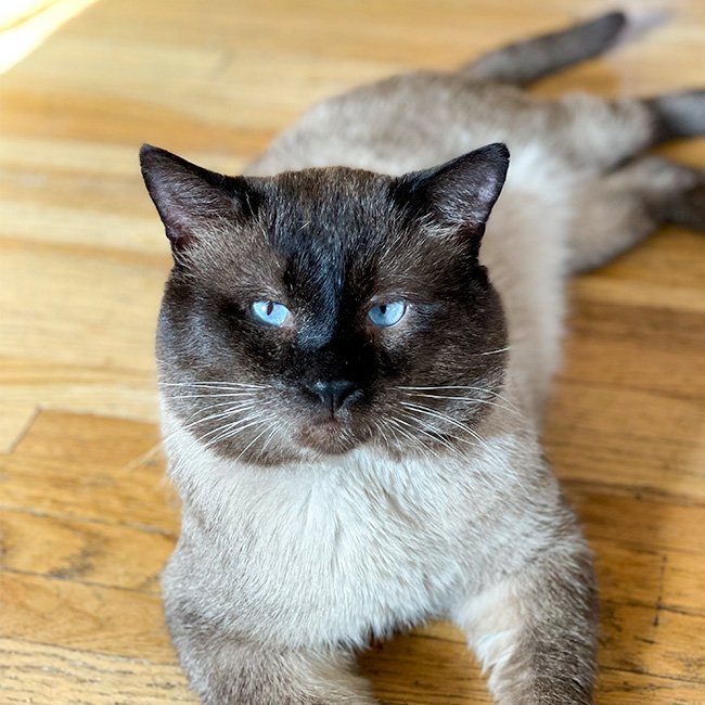A black and tan cat with blue eyes lying on a hardwood floor.